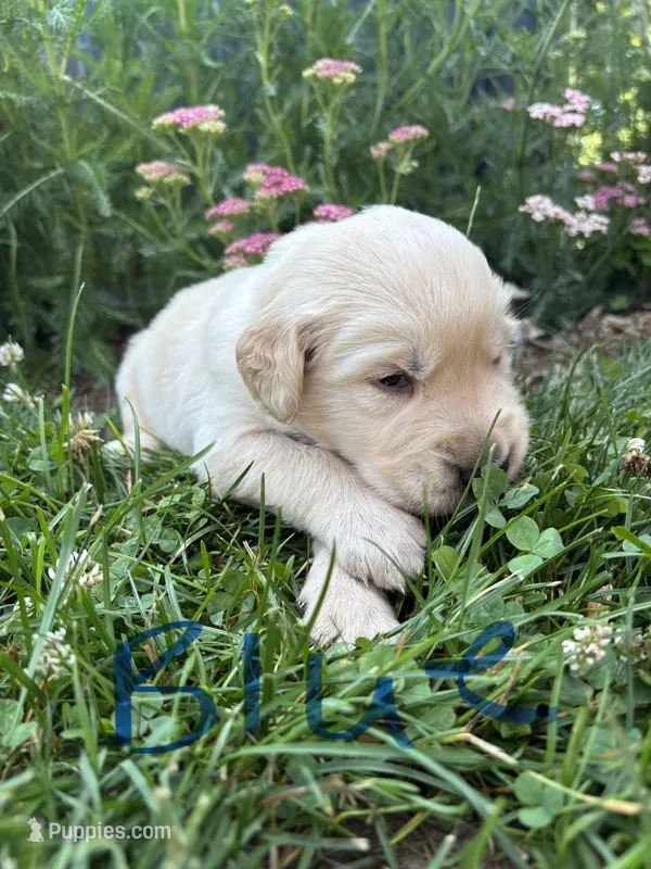 Blue  – Golden Retriever puppy for sale in Saranac, MI