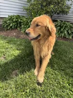 Yellow, a female Golden Retriever for sale in Saranac, MI – 4 of 5