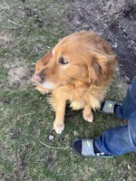 Grey, a male Golden Retriever for sale in Saranac, MI – Photo 4 of 6