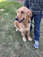 Grey, a male Golden Retriever for sale in Saranac, MI – Photo 6 of 6