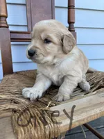 Grey, a male Golden Retriever for sale in Saranac, MI – Photo 2 of 6