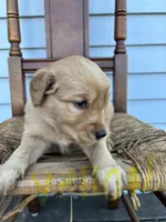Grey, a male Golden Retriever for sale in Saranac, MI – Photo 3 of 6