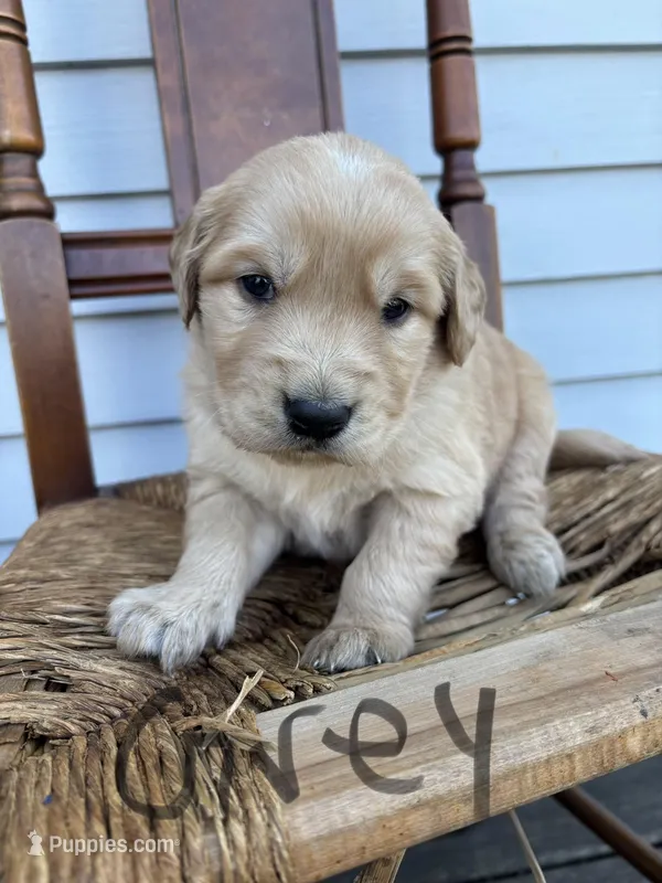 Grey – Golden Retriever puppy for sale in Saranac, MI