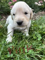 Pink, a female Golden Retriever for sale in Saranac, MI – 2 of 5