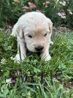 Purple, a female Golden Retriever for sale in Saranac, MI – 2 of 5