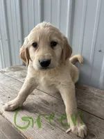 Green, a male Golden Retriever for sale in Saranac, MI – 1 of 2
