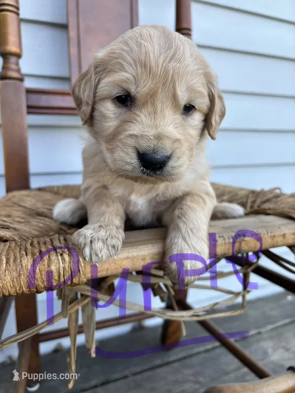 Purple – Golden Retriever puppy for sale in Saranac, MI