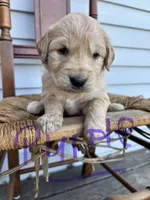 Purple, a female Golden Retriever for sale in Saranac, MI – Photo 1 of 5