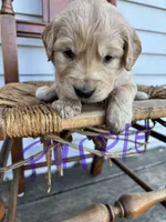Purple, a female Golden Retriever for sale in Saranac, MI – Photo 2 of 5