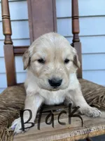 Black , a male Golden Retriever for sale in Saranac, MI – Photo 2 of 5