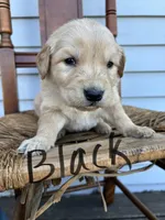 Black , a male Golden Retriever for sale in Saranac, MI – Photo 3 of 5
