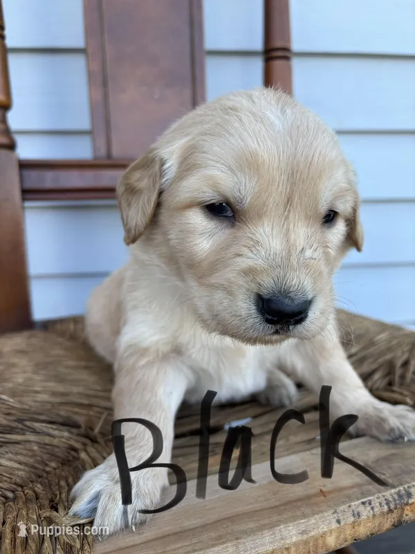 Black  – Golden Retriever puppy for sale in Saranac, MI