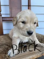 Black , a male Golden Retriever for sale in Saranac, MI – Photo 1 of 5