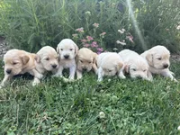 Purple, a female Golden Retriever for sale in Saranac, MI – 5 of 5