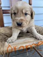 Orange , a male Golden Retriever for sale in Saranac, MI – Photo 1 of 5