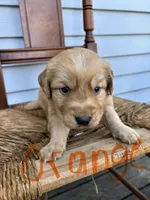 Orange , a male Golden Retriever for sale in Saranac, MI – Photo 2 of 5