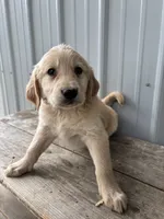 Green, a male Golden Retriever for sale in Saranac, MI – 2 of 2