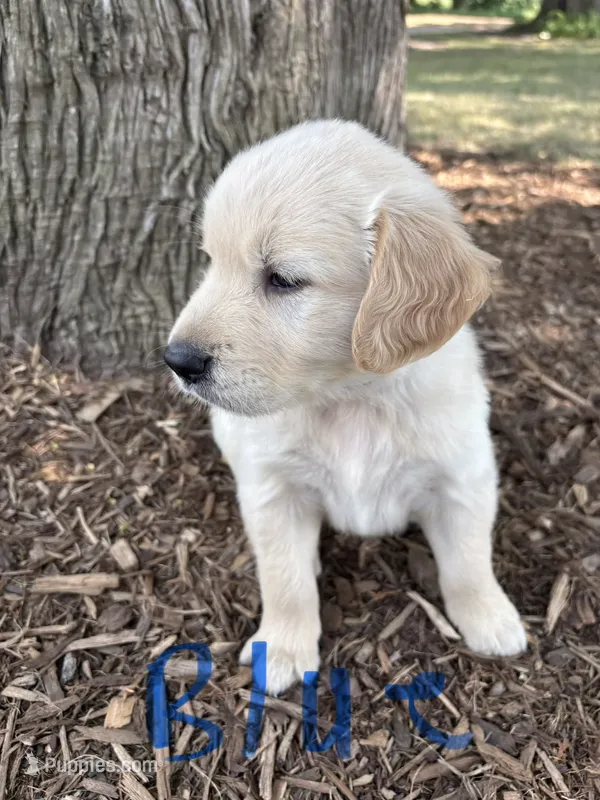 Blue  – Golden Retriever puppy for sale in Saranac, MI