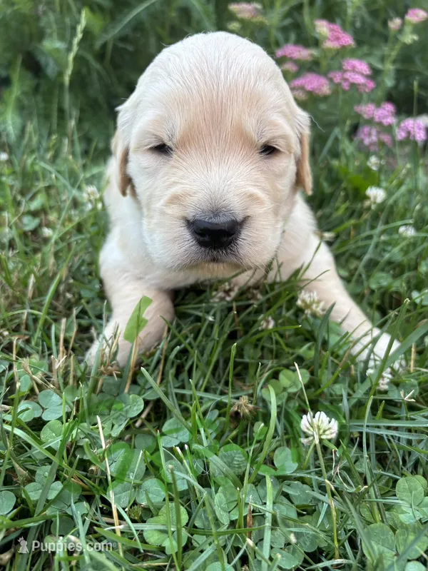 Green  – Golden Retriever puppy for sale in Saranac, MI