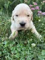 Green , a male Golden Retriever for sale in Saranac, MI – 1 of 5