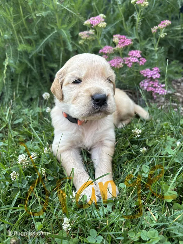 Orange  – Golden Retriever puppy for sale in Saranac, MI