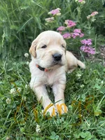 Orange , a male Golden Retriever for sale in Saranac, MI – 1 of 5