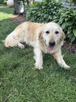 Orange , a male Golden Retriever for sale in Saranac, MI – 3 of 5