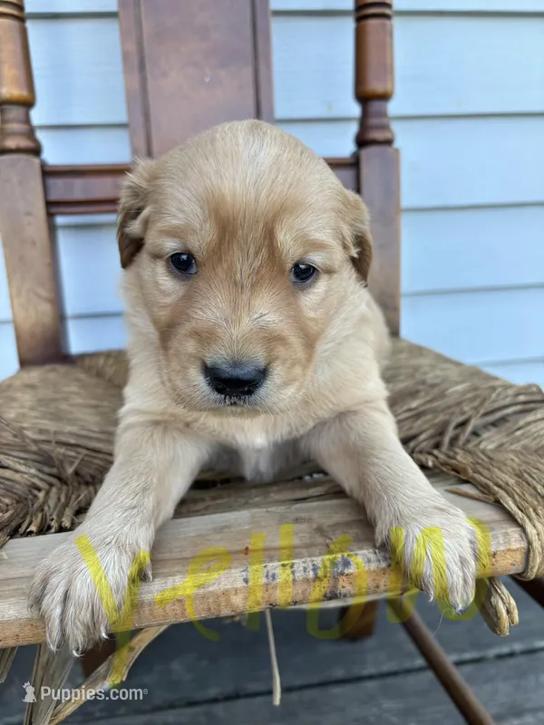 Yellow – Golden Retriever puppy for sale in Saranac, MI