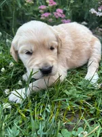 Yellow, a female Golden Retriever for sale in Saranac, MI – 2 of 5