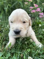 Green , a male Golden Retriever for sale in Saranac, MI – 2 of 5