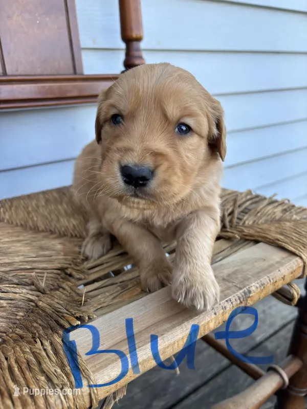 Blue  – Golden Retriever puppy for sale in Saranac, MI