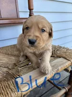 Blue , a male Golden Retriever for sale in Saranac, MI – Photo 1 of 5