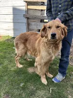 Blue , a male Golden Retriever for sale in Saranac, MI – Photo 4 of 5