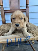 Blue , a male Golden Retriever for sale in Saranac, MI – Photo 2 of 5