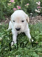 Black , a male Golden Retriever for sale in Saranac, MI – 1 of 5