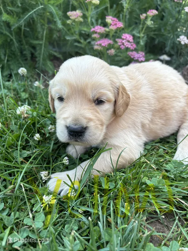 Yellow – Golden Retriever puppy for sale in Saranac, MI