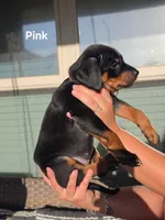Rottweiler mix Doberman puppy, a female Doberman Pinscher and Rottweiler for sale in Katy, TX – 2 of 2