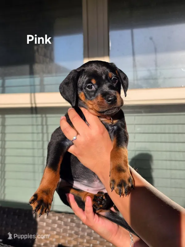 Rottweiler mix Doberman puppy – Doberman Pinscher, Rottweiler puppy for sale in Katy, TX