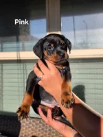 Rottweiler mix Doberman puppy, a female Doberman Pinscher and Rottweiler for sale in Katy, TX – 1 of 2