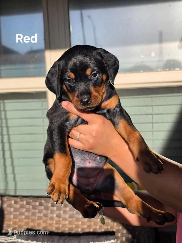Rottweiler mix Doberman puppy – Doberman Pinscher, Rottweiler puppy for sale in Katy, TX