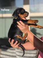 Rottweiler mix Doberman puppy, a female Doberman Pinscher and Rottweiler for sale in Katy, TX – 2 of 2