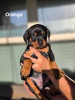 Rottweiler mix Doberman puppy, a female Doberman Pinscher and Rottweiler for sale in Katy, TX – 2 of 2