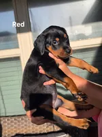 Rottweiler mix Doberman puppy, a female Doberman Pinscher and Rottweiler for sale in Katy, TX – 2 of 2