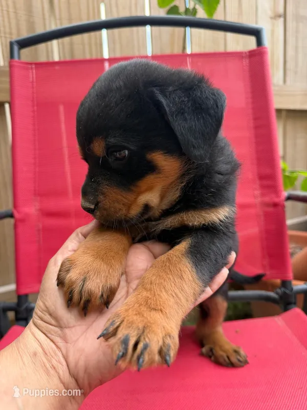 Rottweiler mix  – Rottweiler puppy for sale in Katy, TX