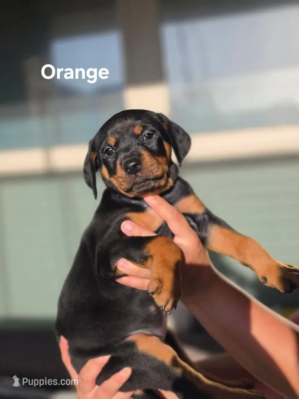 Rottweiler mix Doberman puppy – Doberman Pinscher, Rottweiler puppy for sale in Katy, TX