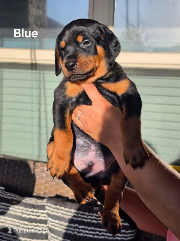 Rottweiler mix Doberman puppy – Doberman Pinscher, Rottweiler puppy for sale in Katy, TX