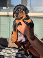 Rottweiler mix Doberman puppy, a male Doberman Pinscher and Rottweiler for sale in Katy, TX – 1 of 2