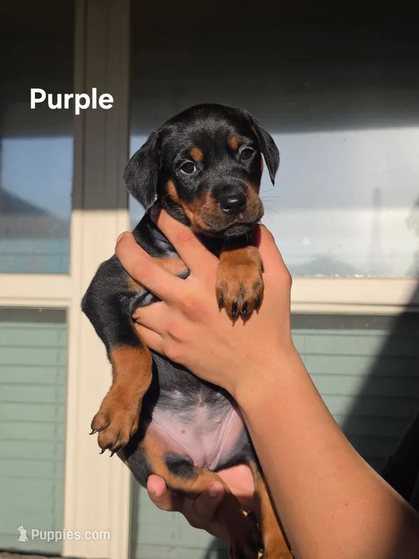 Rottweiler mix Doberman puppy – Doberman Pinscher, Rottweiler puppy for sale in Katy, TX