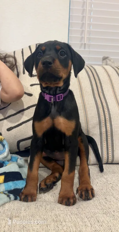 Rottweiler mix doberman – Doberman Pinscher, Rottweiler puppy for sale in Katy, TX