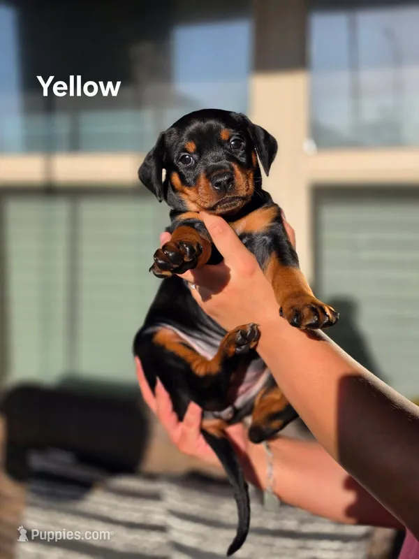 Rottweiler mix Doberman puppy – Doberman Pinscher, Rottweiler puppy for sale in Katy, TX